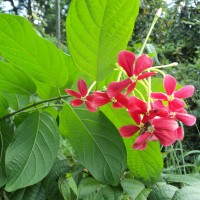 <i>Combretum indicum</i>  (L.) DeFilipps